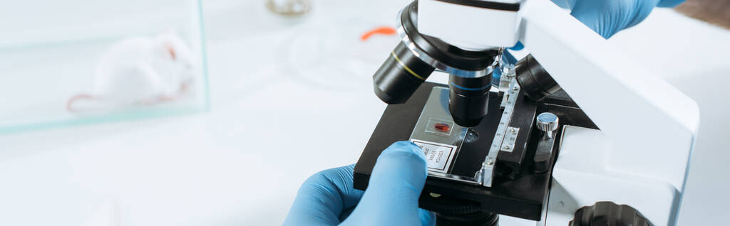 vista recortada de biólogo en guantes de látex haciendo análisis con microscopio cerca de ratón blanco en caja de vidrio, tiro panorámico
 - Foto, Imagen