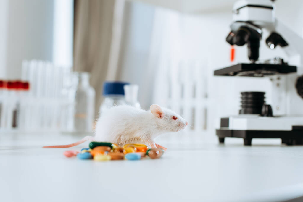 επιλεκτική εστίαση του λευκού ποντικιού κοντά σε κάψουλες και μικροσκόπιο στο γραφείο - Φωτογραφία, εικόνα