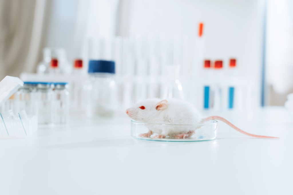 Selektiver Fokus der weißen Maus in der Petrischale auf dem Schreibtisch in der Tierklinik - Foto, Bild