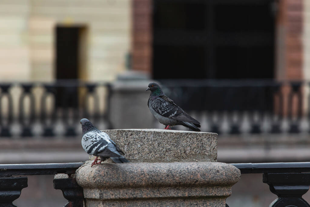 Şehrin merkezindeki boş caddede yalnız güvercin kendini izole ediyor. - Fotoğraf, Görsel