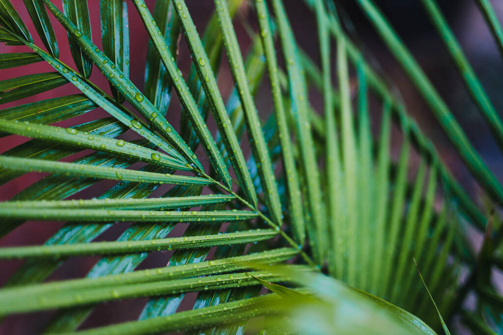 close-up of palm tree leaves with raindrops outdoor in backyard under tropical rain shot at shallow depth of field - Photo, Image