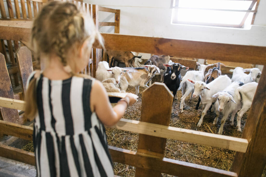 маленька дівчинка стоїть в сараї на козячій фермі
 - Фото, зображення