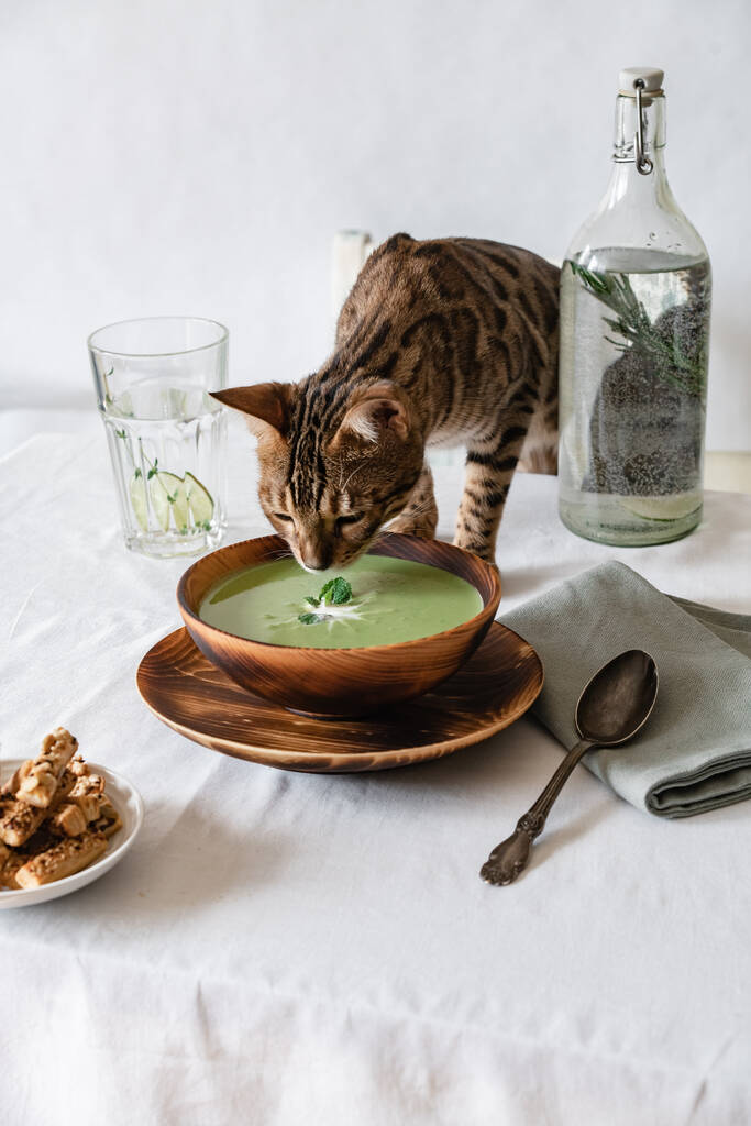 Soupe aux pois verts et craquelins dans une assiette en bois sur une table blanche sur laquelle repose une soupe reniflée de chat du Bengale
 - Photo, image