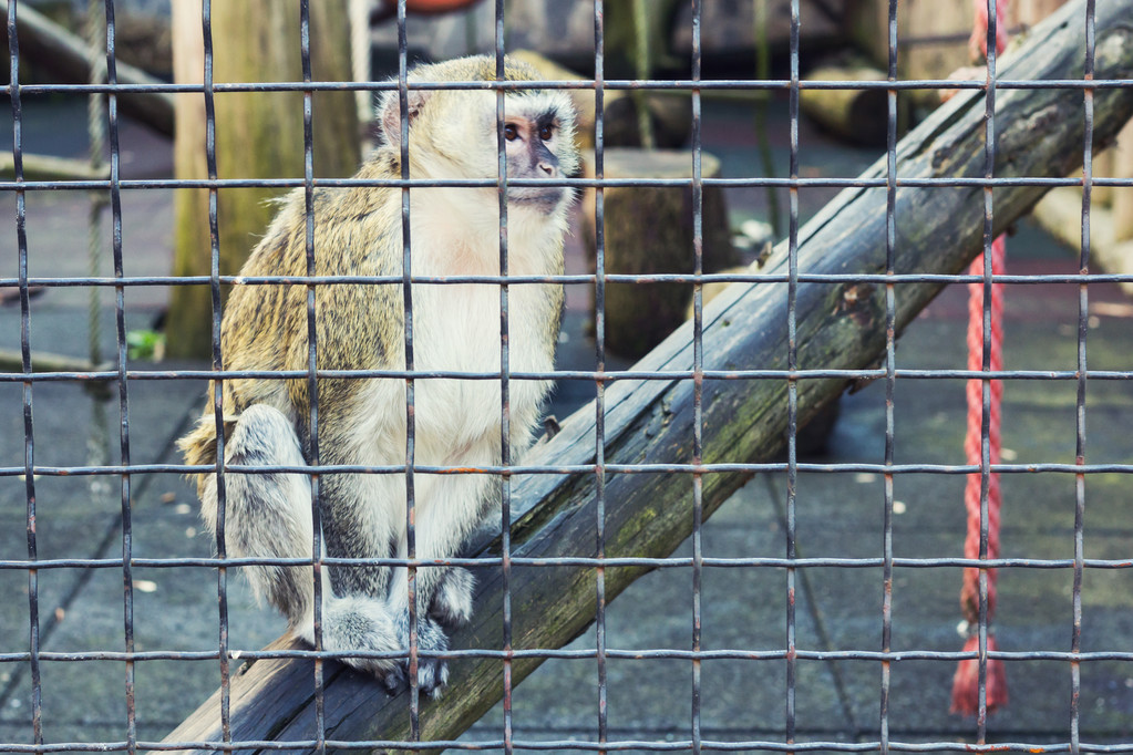 Macaco pensando em uma gaiola
 - Foto, Imagem