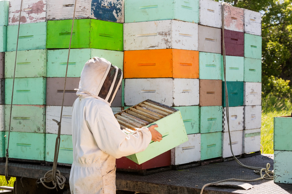 Apicultor descargando jaula de panal de abeja de camión
 - Foto, imagen