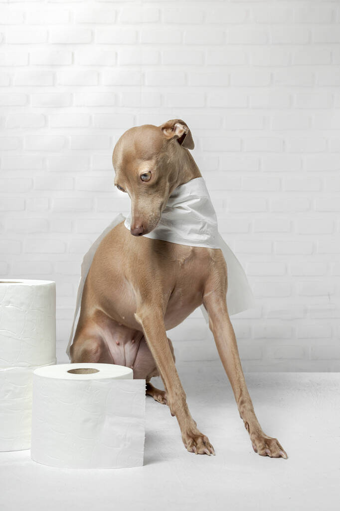 Итальянская гончая собака играет с рулонами туалетной бумаги на белом фоне. Карантин по коронавирусу.
 - Фото, изображение