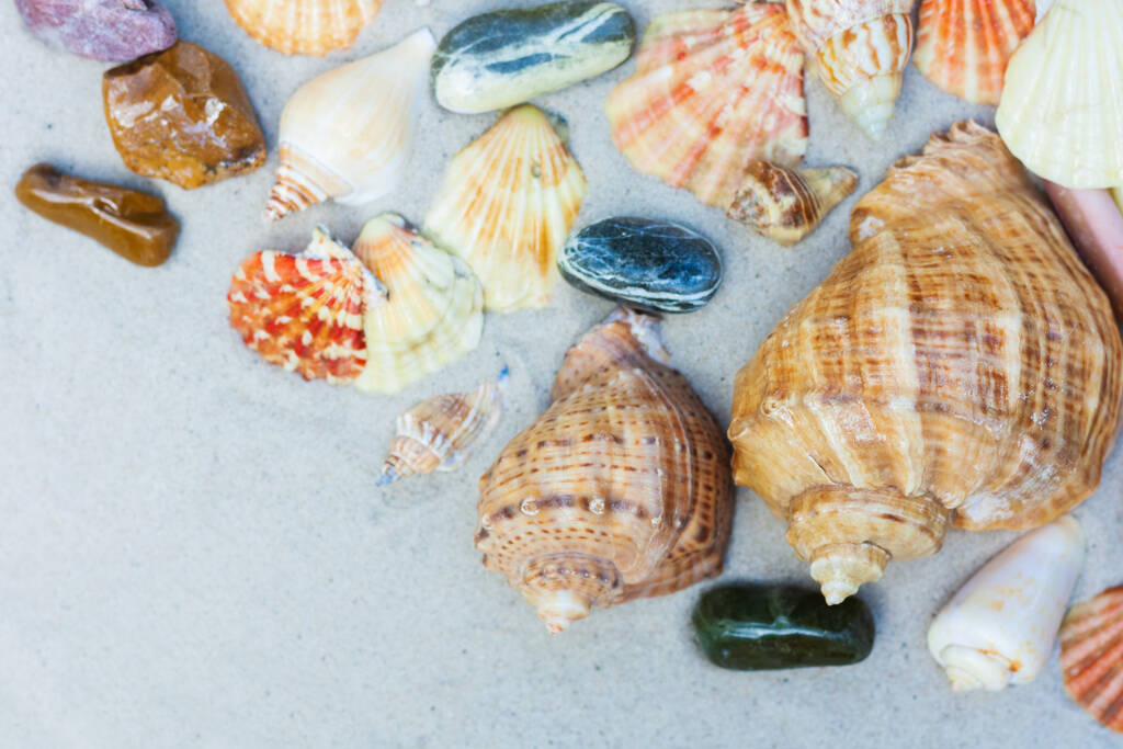 Seashells, estrelas do mar, coral e pedras na areia, conceito de viagem de fundo de praia de verão com espaço de cópia para texto
 - Foto, Imagem