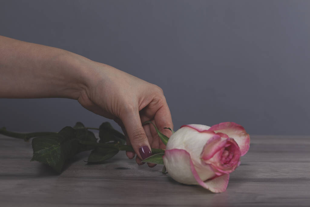 vrouw hand roze roos op grijze achtergrond - Foto, afbeelding
