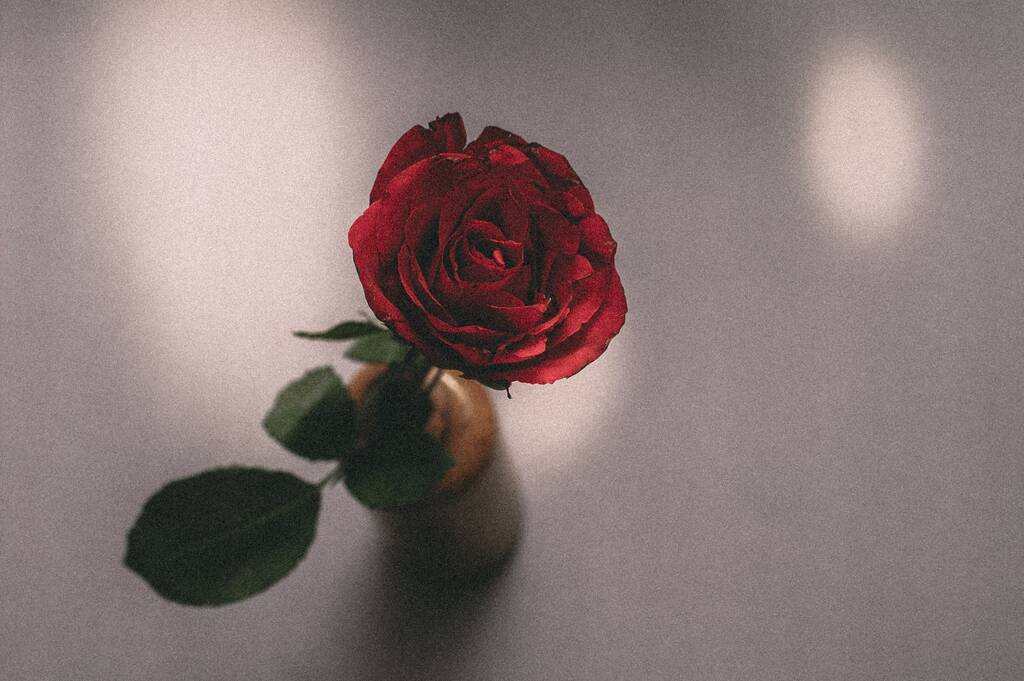 Ένα κοντινό πλάνο ενός τριαντάφυλλου σε ένα κυκλικό δοχείο πίσω από ένα θολό φόντο - Φωτογραφία, εικόνα