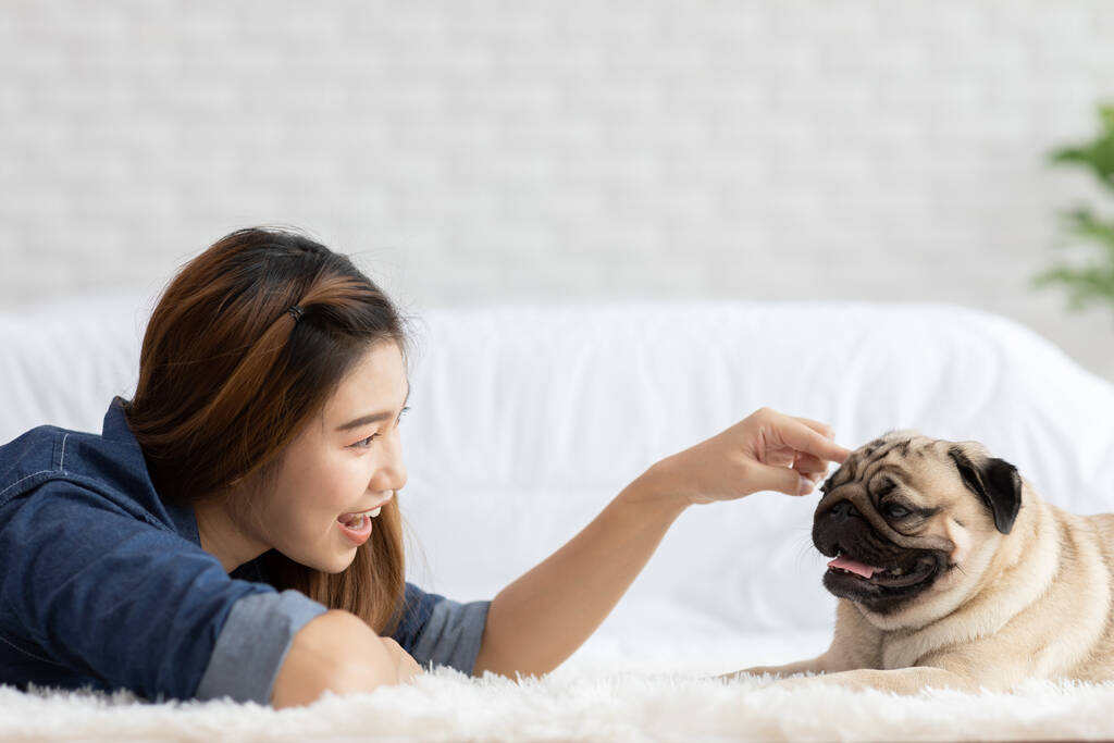 Atractiva mujer joven asiática tumbada y mirando cara a cara y sonreír con su perro crianza pug en acogedor dormitorio, Relajarse con el perro en vacaciones sentir amor con positivo emocional, Felicidad con el perro Concepto
 - Foto, imagen