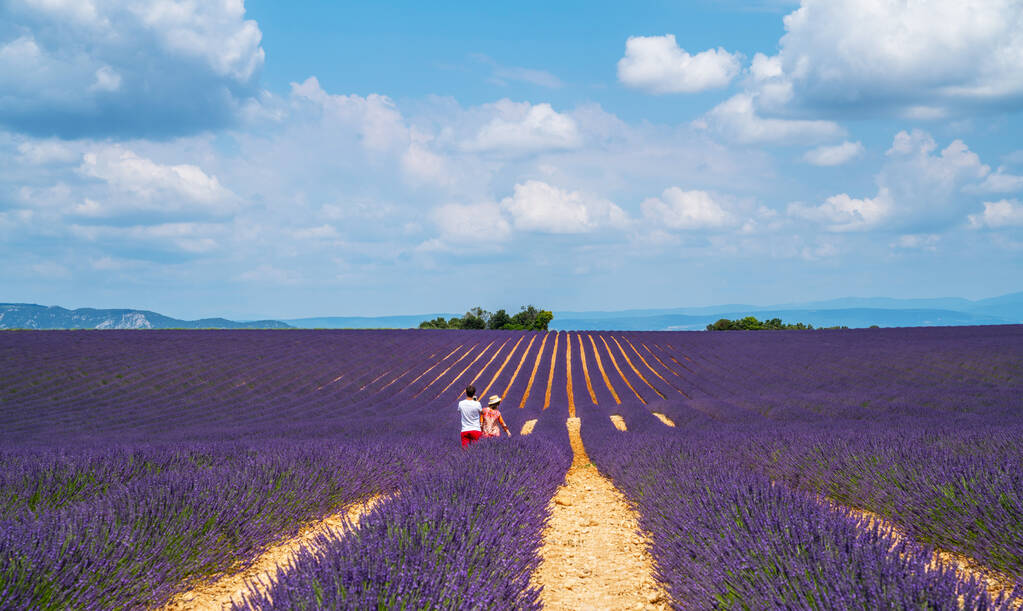 Paars bloeiend lavendelveld van de Provence, Frankrijk, op een zonnige dag met prachtige schilderachtige hemel en boom aan de horizon. Toeristen op het lavendelveld. Zomervakantie reizen achtergrond. - Foto, afbeelding