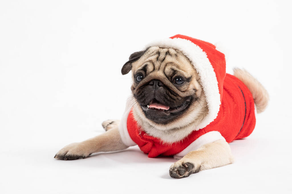 Милая собака мопса Порода в красном пальто Санта Костюм лежа улыбка и счастье в Рождество и Новый год изолированы на белом фоне, Здоровый чистый собака с рождественской концепции
 - Фото, изображение