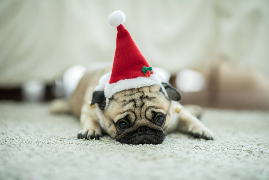 Милая собака мопса Порода в красном пальто Санта Костюм лежа улыбка и счастье в Рождество и Новый год, Здоровая чистокровная собака с рождественской концепции
 - Фото, изображение