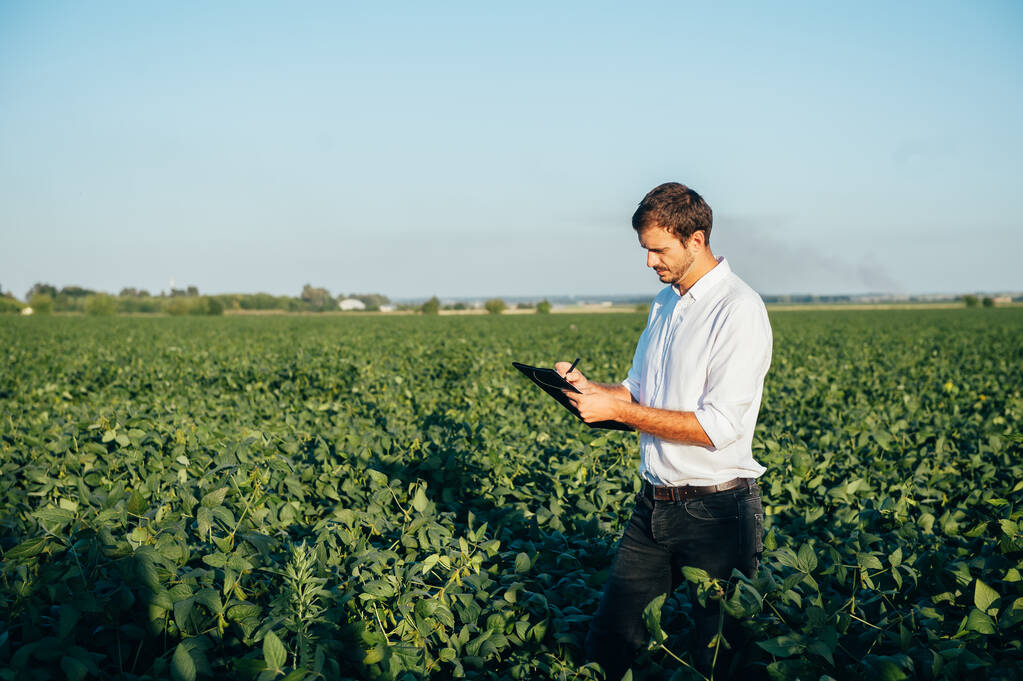 Yong przystojny agronomista trzyma tablet dotykowy komputera w polu kukurydzy i badania upraw przed zbiorami. Koncepcja rolnicza. inżynier rolnictwa stojący latem na polu kukurydzy z tabletem. - Zdjęcie, obraz