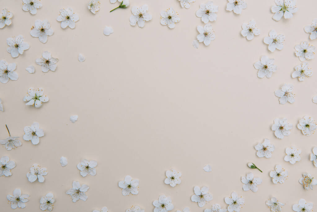 Fiore bianco pastello primavera su sfondo colore. Fiore di ciliegio fiore illustrazione. primavera ed estate sfondo. Vista dall'alto
 - Foto, immagini