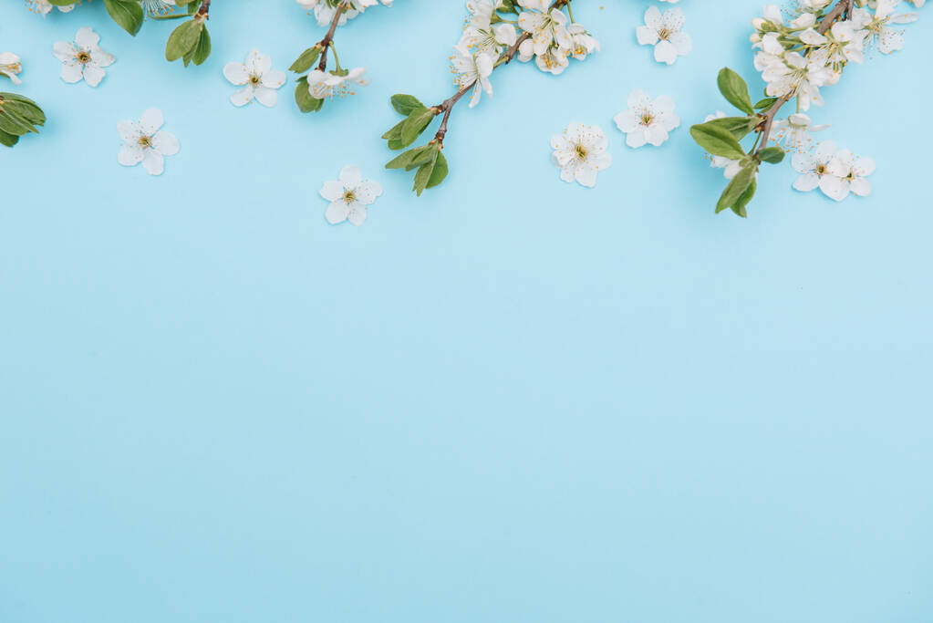 White pastel spring flower petals on blue color background . Cherry blossom petals illustration. Spring and summer background. - Photo, Image