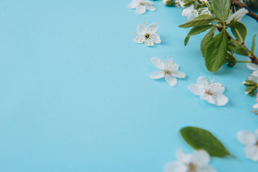 foto da árvore de flor de cereja branca primavera no fundo azul. Vista de cima, flat lay, espaço de cópia. Fundo de primavera e verão
. - Foto, Imagem