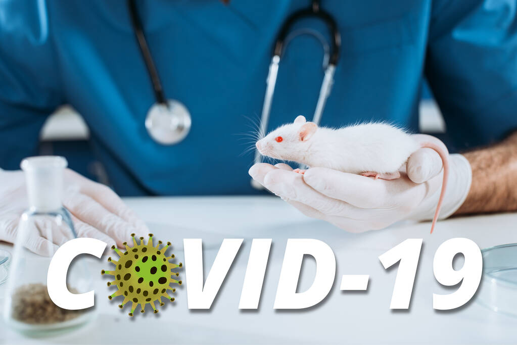 vista ritagliata del veterinario in guanti di lattice in possesso di mouse bianco, COVID-19 illustrazione
 - Foto, immagini