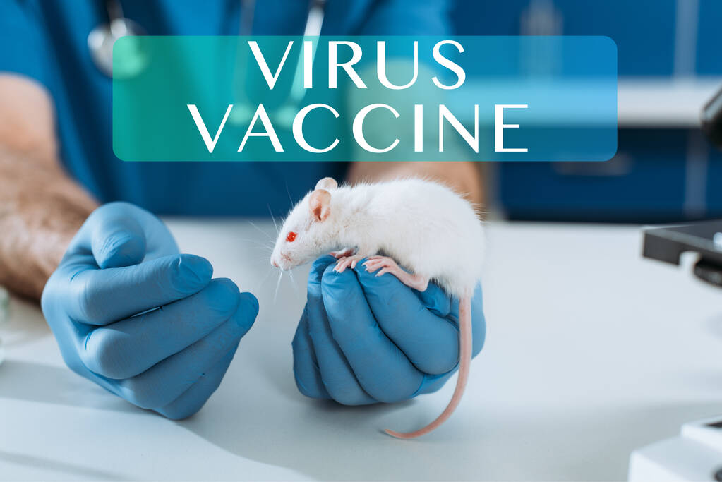 przycięty widok weterynarza w rękawiczkach lateksowych badających białą mysz w klinice, ilustracja szczepionki wirusowej - Zdjęcie, obraz