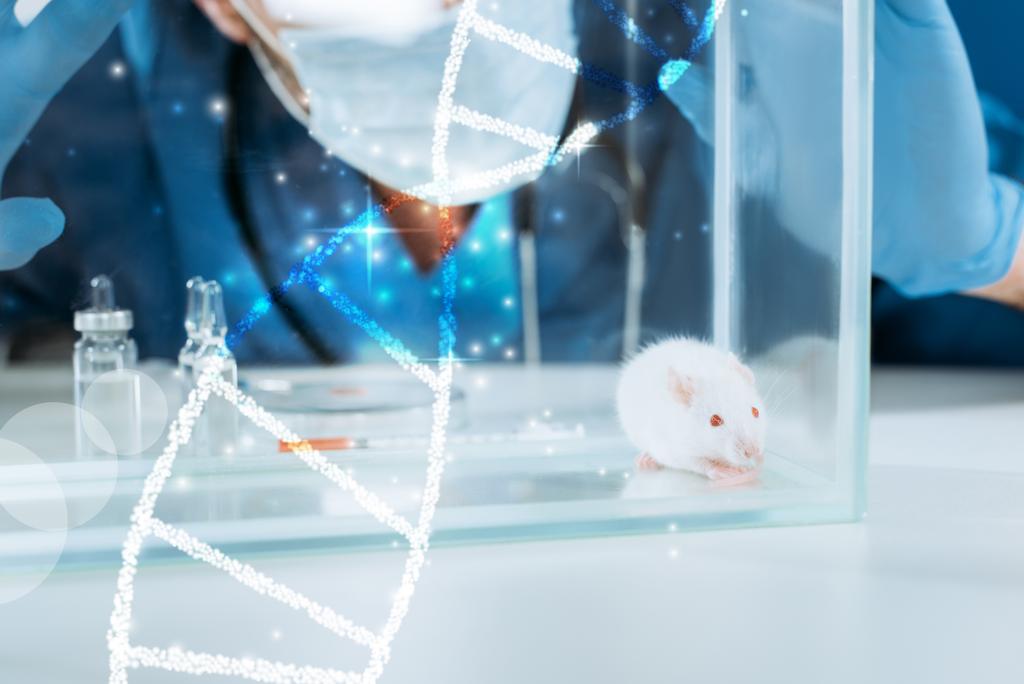 oříznutý pohled na veterinárního lékaře v lékařské masce a latexových rukavicích dotýkajících se skleněné krabice s bílou myší v blízkosti ampulí a nádob s léky, ilustrace DNA - Fotografie, Obrázek