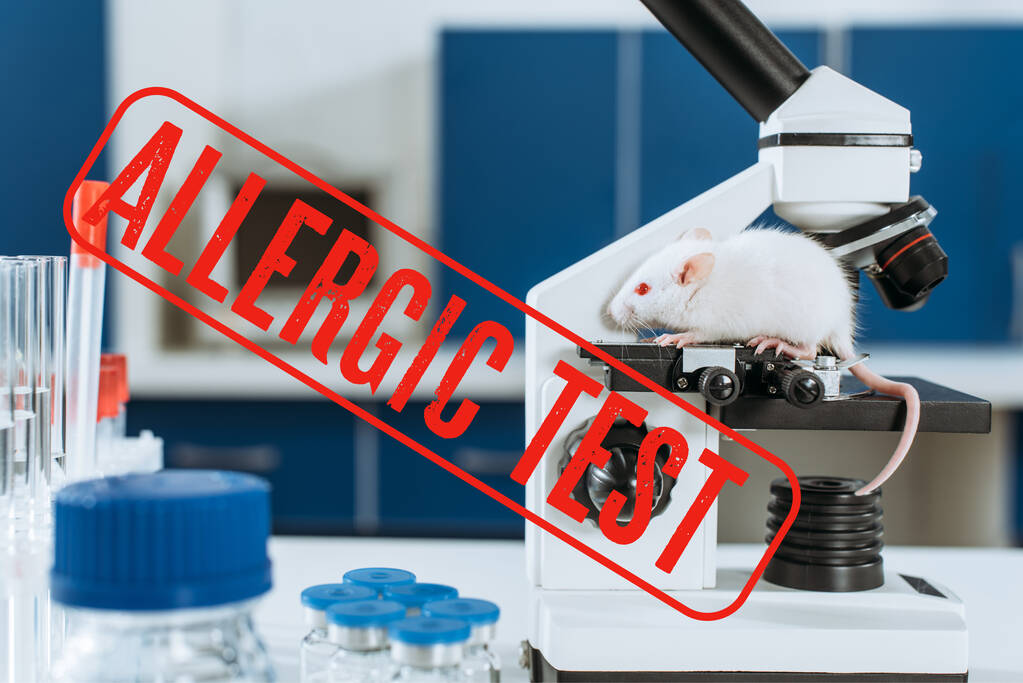 Weiße Maus auf Mikroskop in der Nähe von Reagenzgläsern und Behältern mit Medikamenten, allergische Testillustration - Foto, Bild