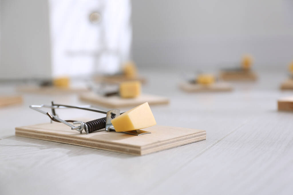 Mousetrap com pedaços de queijo no chão dentro de casa. Controlo de pragas
 - Foto, Imagem