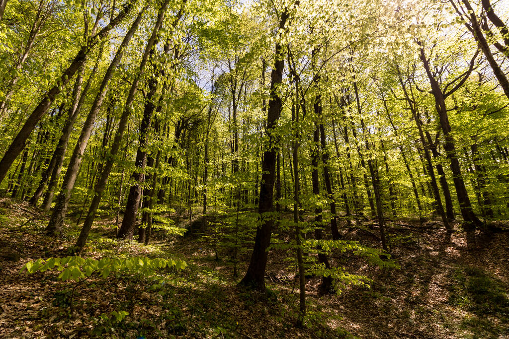 Escena forestal en otoño
 - Foto, Imagen