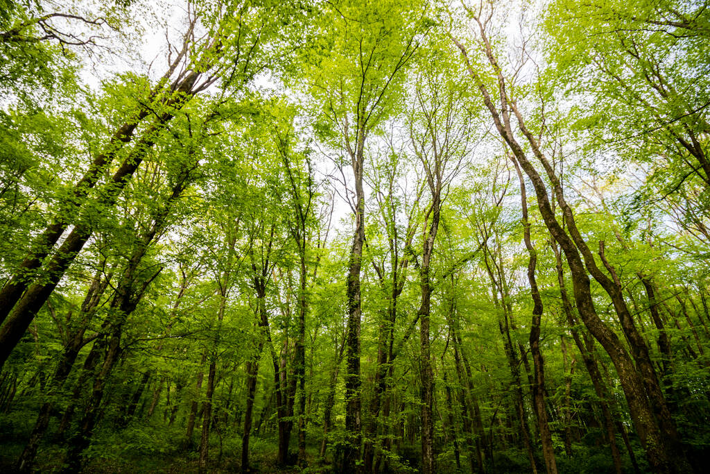 Forest scene from below - Photo, Image
