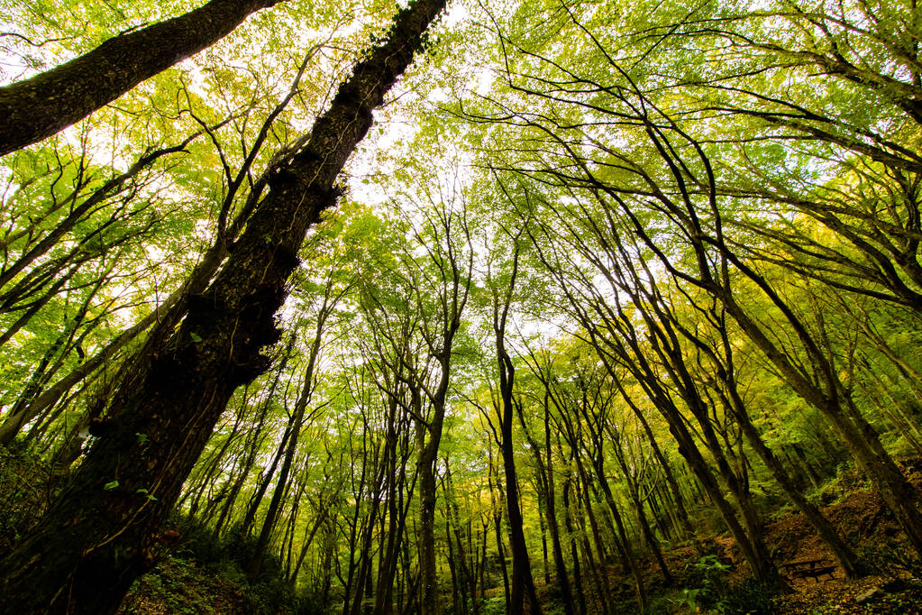 Árboles desde abajo en el bosque
 - Foto, Imagen