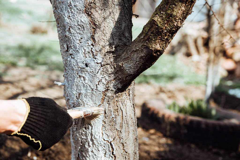 Homem cobrindo a árvore com tinta branca para proteger contra roedores, trabalho de jardim de primavera, árvores caiadas de branco.Trabalho de primavera no jardim
 - Foto, Imagem