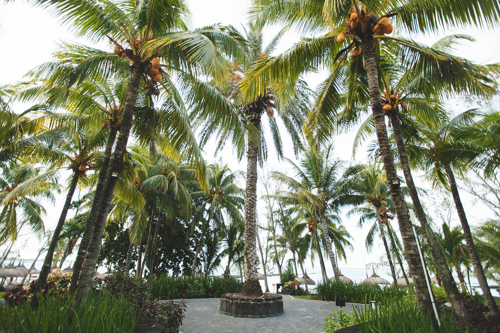 větve kokosových stromů. Avenue of palm trees. - Fotografie, Obrázek