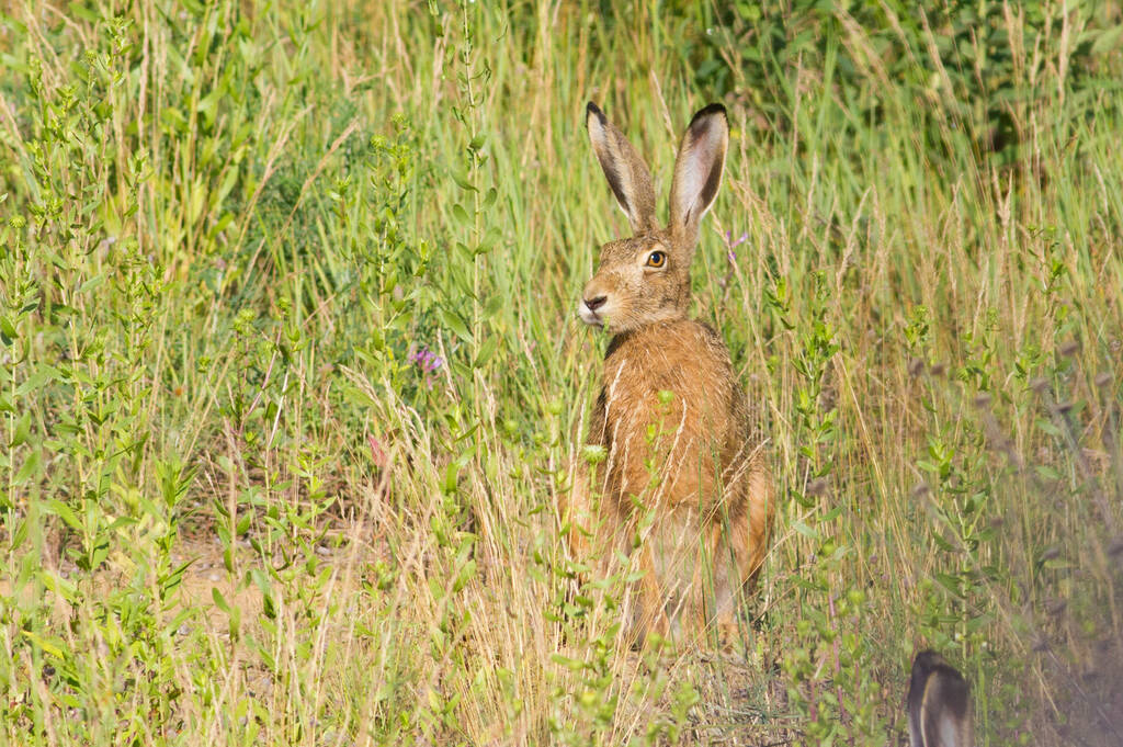 Brown hare, lepus europaeus, european hare - Photo, Image