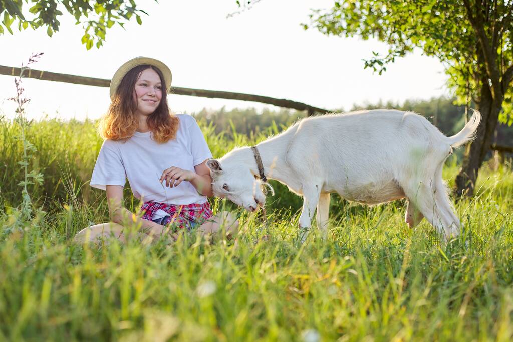 Гумор, біла домашня ферма, козел, прикутий дівчиною-підлітком. Літній мальовничий пейзаж заходу сонця
 - Фото, зображення