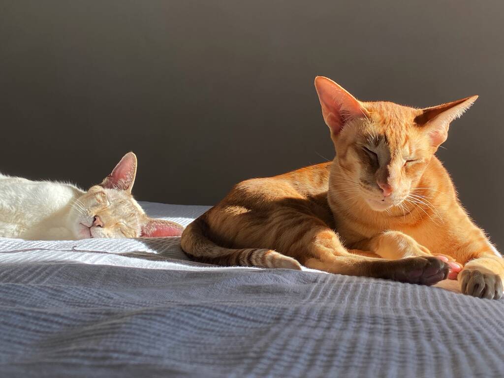 dos gatos están durmiendo en la cama - Foto, Imagen