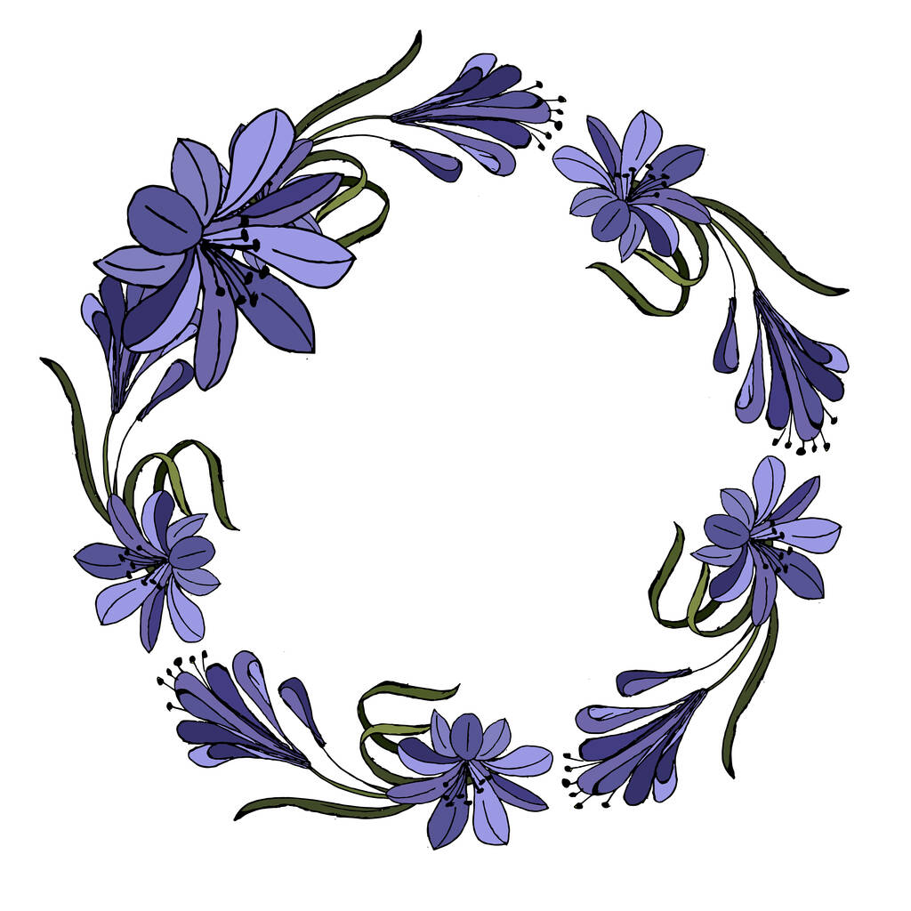 Niebieski fioletowy Agapanthus wektor ilustracji. izolowany na białym tle. - Wektor, obraz