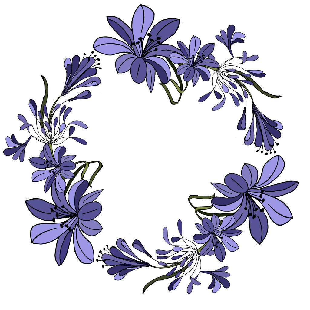 Blue Purple Agapanthus Vector Illustration. isolato su sfondo bianco
. - Vettoriali, immagini