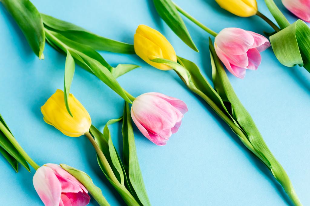blooming yellow and pink tulips on blue, mothers day concept  - Photo, Image