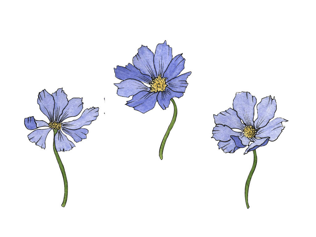 hand drawn watercolor set of three cosmea flowers on a white background. - Photo, Image