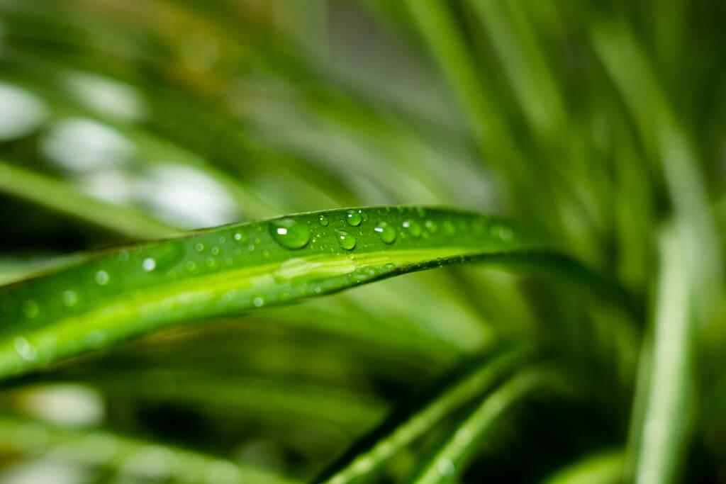 большие пальмовые листья с росой
 - Фото, изображение