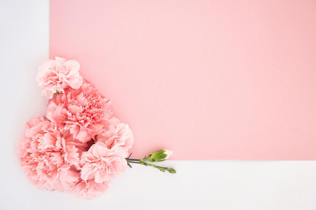 top view of carnations on pink and white background - Photo, Image