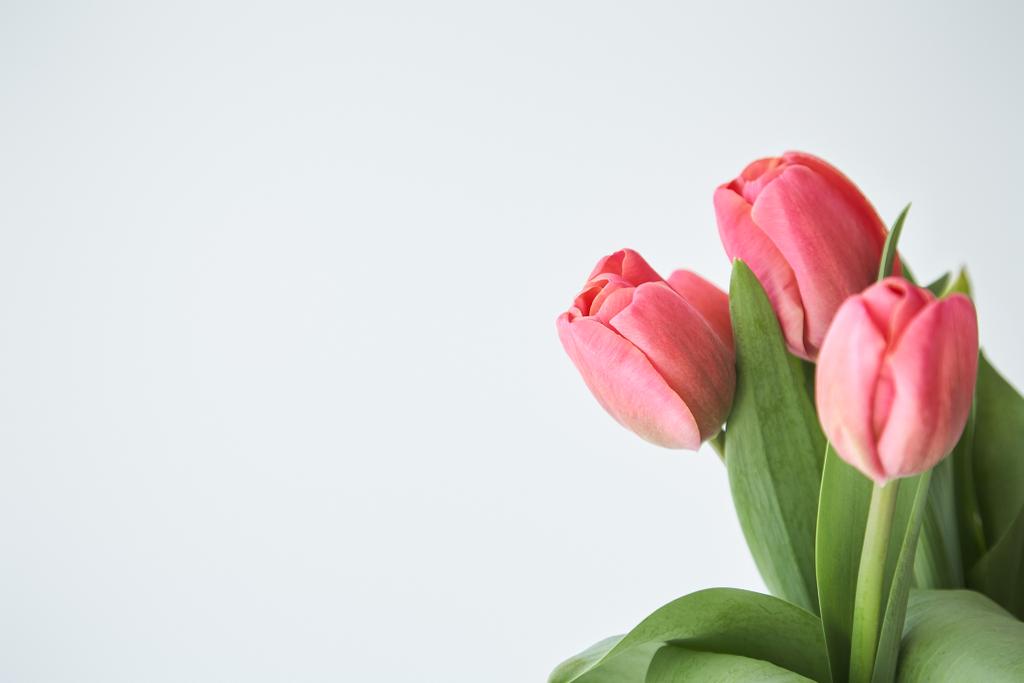 wiosna kwitnące różowe tulipany z zielonymi liśćmi izolowane na białym - Zdjęcie, obraz