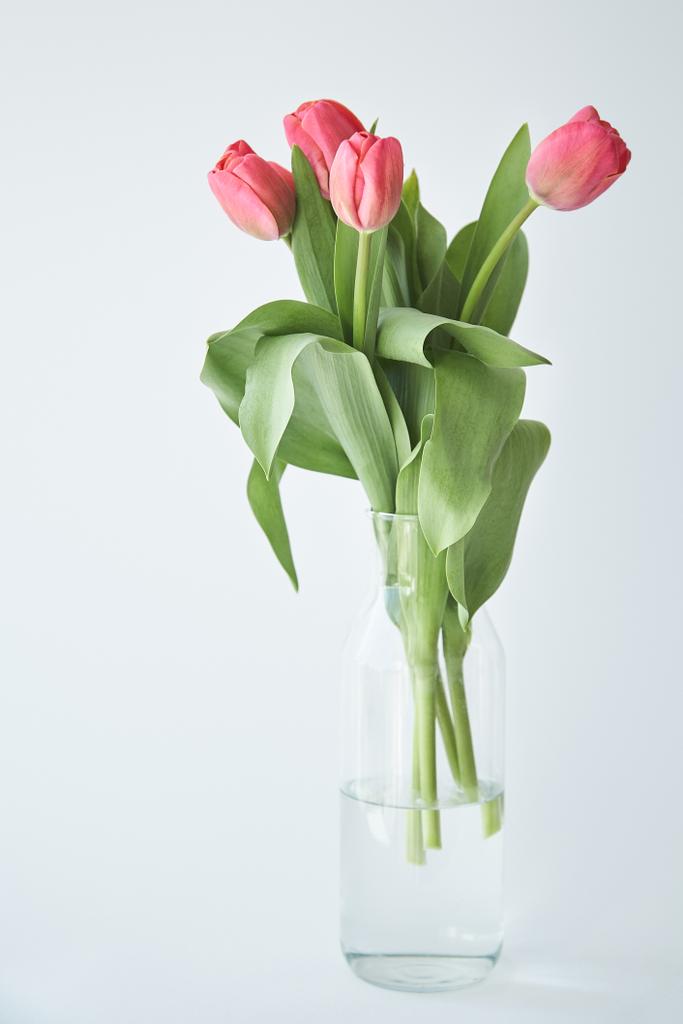 tulipanes rosados florecientes de primavera con hojas verdes en jarrón sobre blanco
 - Foto, imagen