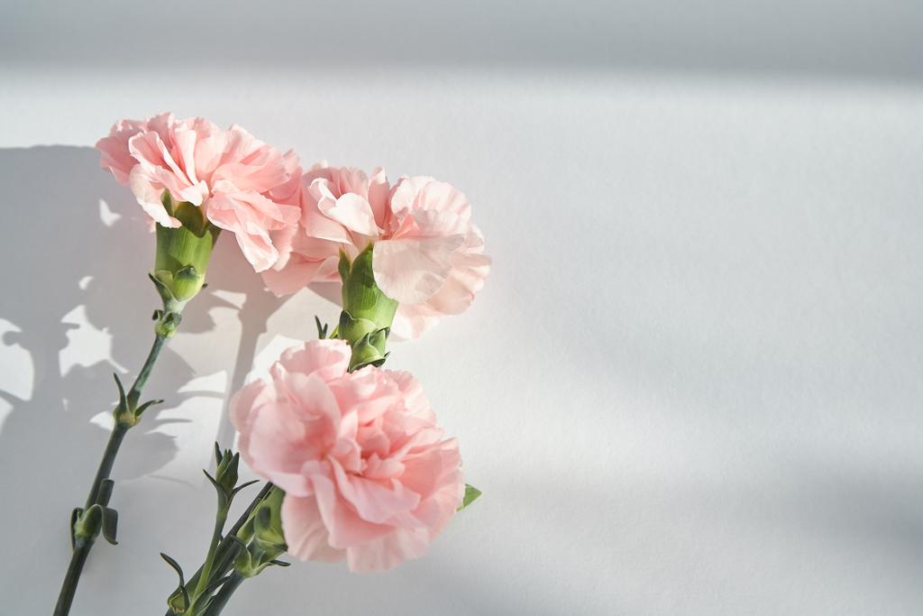 Draufsicht auf rosa Nelken auf weißem Hintergrund mit Sonnenlicht und Schatten - Foto, Bild