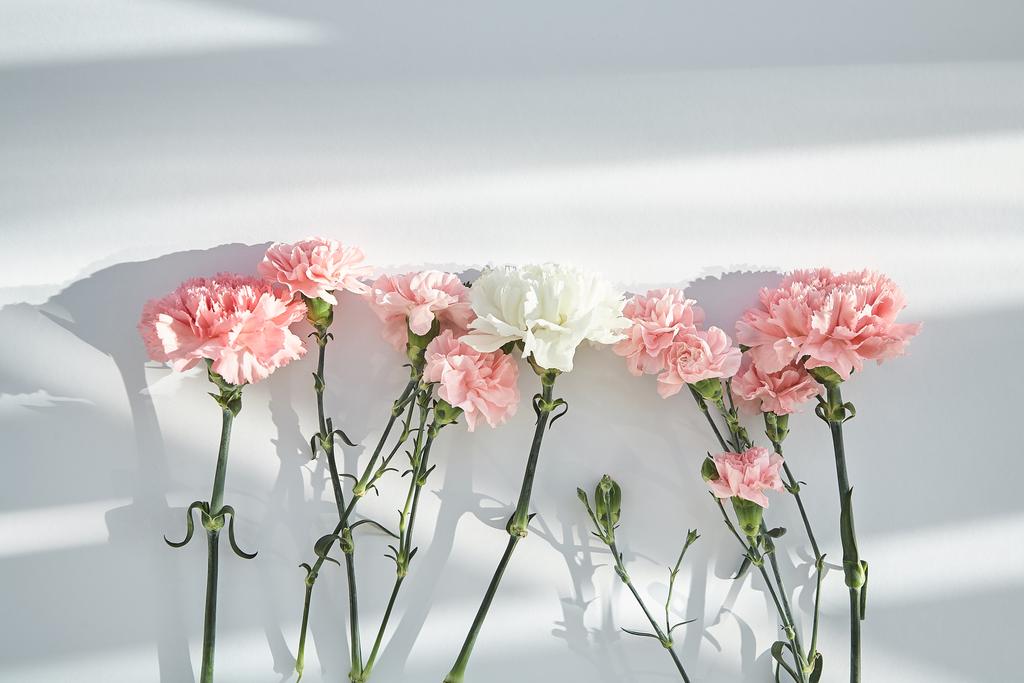 vue de dessus des oeillets roses et blancs sur fond blanc avec lumière du soleil et ombres
 - Photo, image