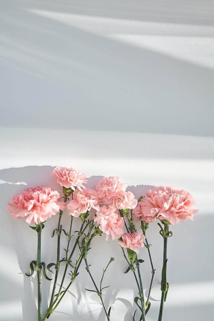 horní pohled na růžové karafiáty na bílém pozadí se slunečním světlem a stíny - Fotografie, Obrázek