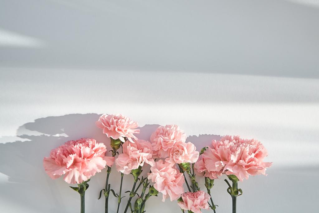 Draufsicht auf rosa Nelken auf weißem Hintergrund mit Sonnenlicht und Schatten - Foto, Bild