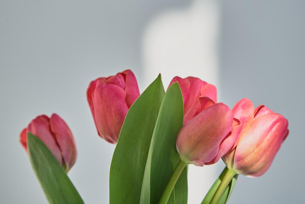 Весной цветут розовые тюльпаны с зелеными листьями белого цвета с тенями
 - Фото, изображение