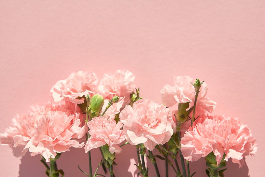 вид на цветущие гвоздики на розовом фоне
 - Фото, изображение