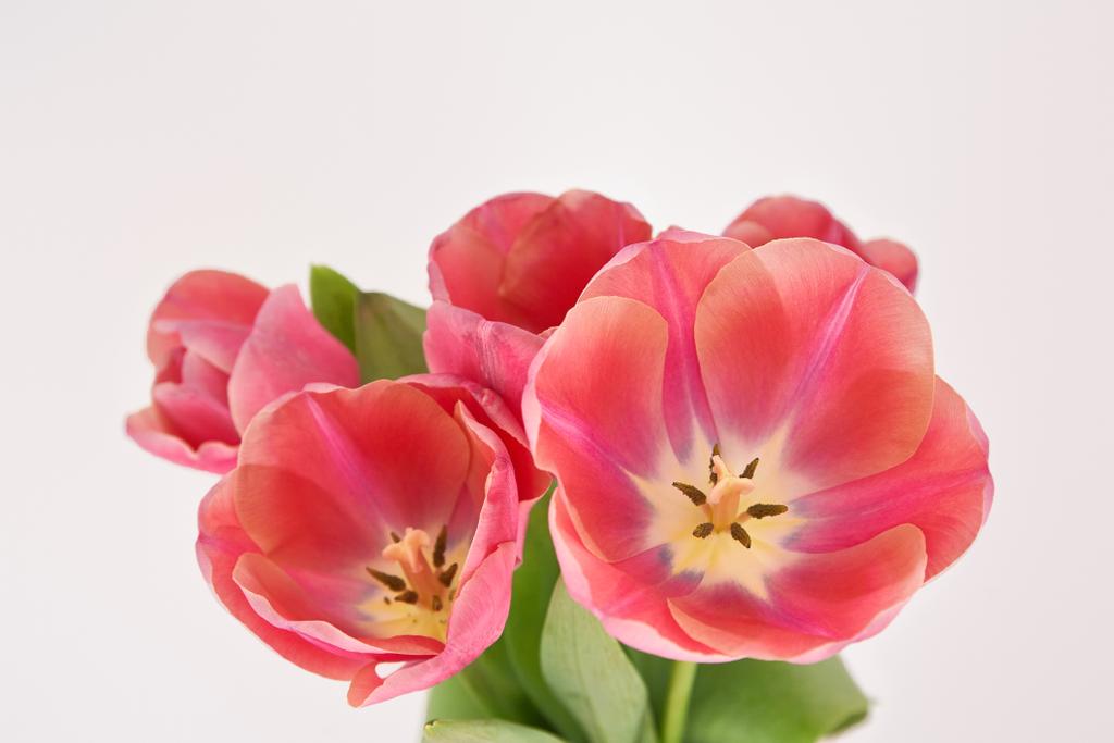 bukiet różowych wiosennych tulipanów w wazonie izolowanym na białym - Zdjęcie, obraz