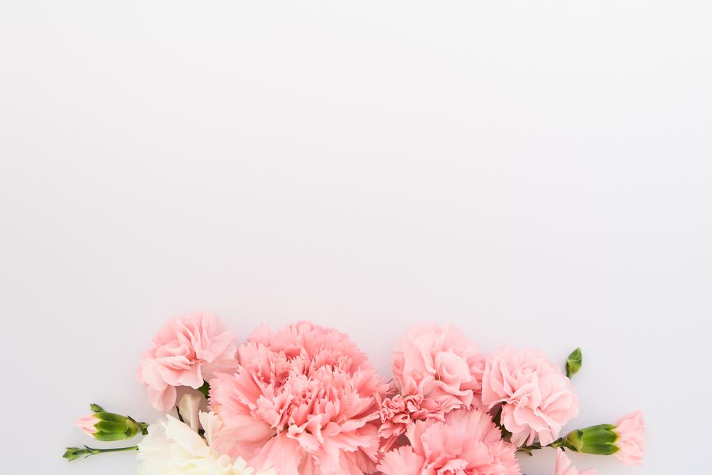 вид сверху розовых гвоздик на белом фоне с копировальным пространством
 - Фото, изображение